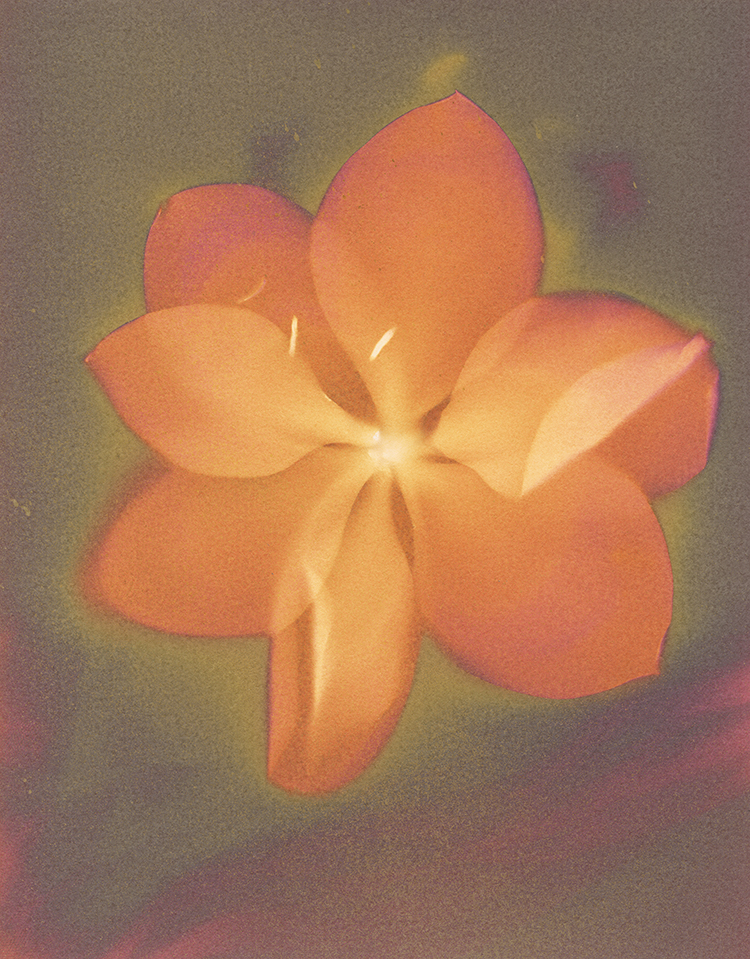 Magnolias